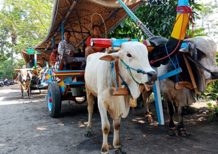 Village Tour: Ox Cart Riding Tour in Prambanan Countryside