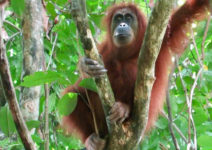 From Medan: Private Full-Day Bukit Lawang Trekking Tour
