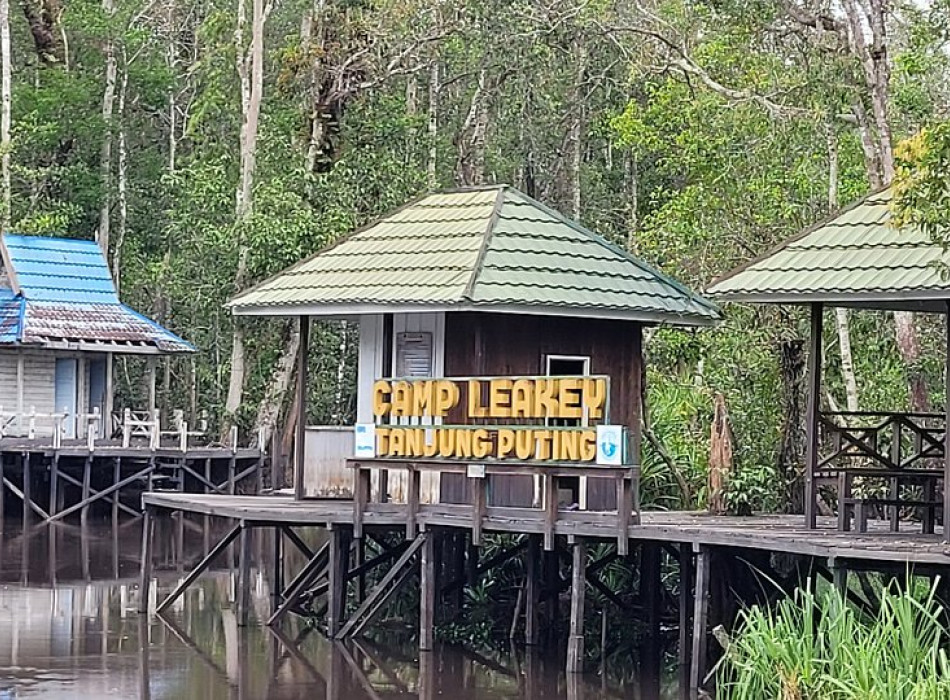 Borneo Shared Trip: 3D2N Orangutan Tanjung Puting National Park
