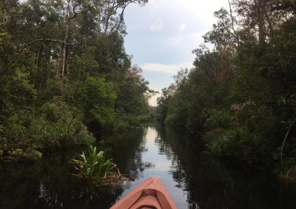 Borneo Tanjung Puting House Boat Tours